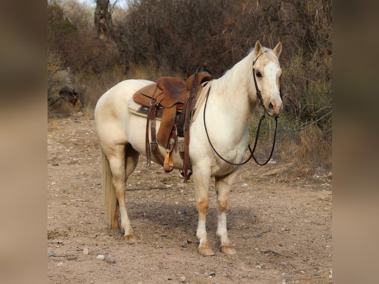 American Quarter Horse Gelding 9 years 14,2 hh Palomino in Camp Verde AZ