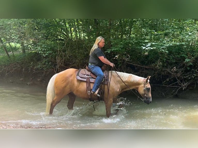 American Quarter Horse Gelding 9 years 14,2 hh Palomino in Henderson KY