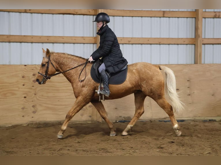 American Quarter Horse Gelding 9 years 14,2 hh Palomino in Howell, MI