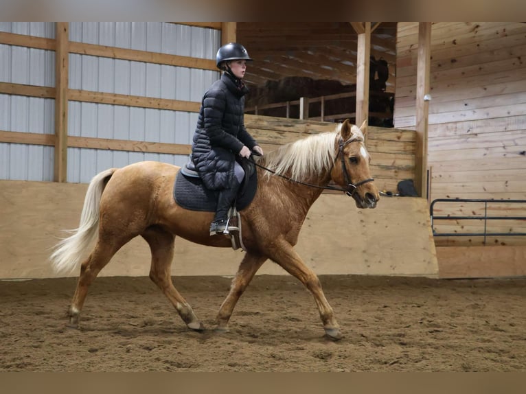 American Quarter Horse Gelding 9 years 14,2 hh Palomino in Howell, MI