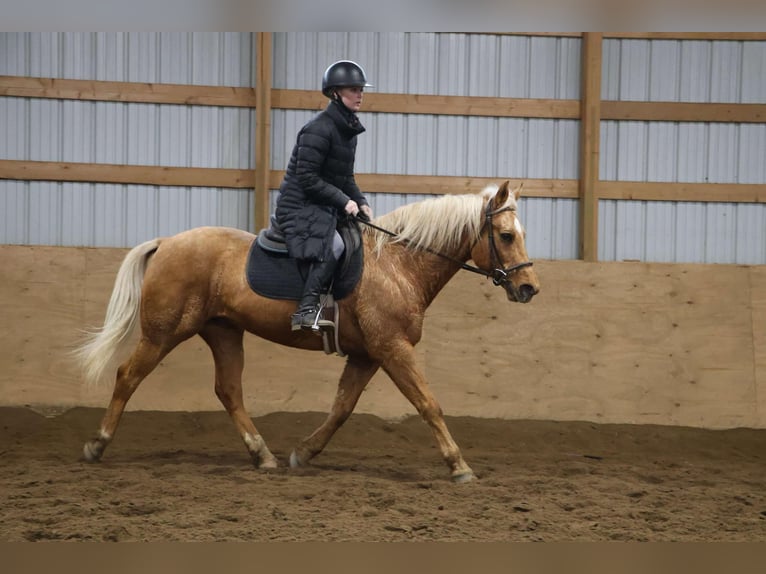 American Quarter Horse Gelding 9 years 14,2 hh Palomino in Howell, MI