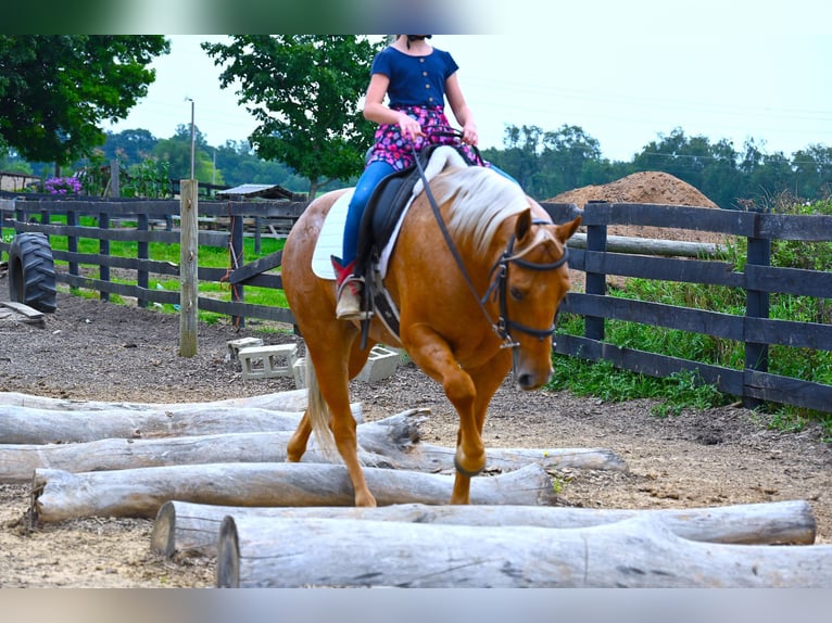 American Quarter Horse Gelding 9 years 14,2 hh Palomino in Wooster, OH