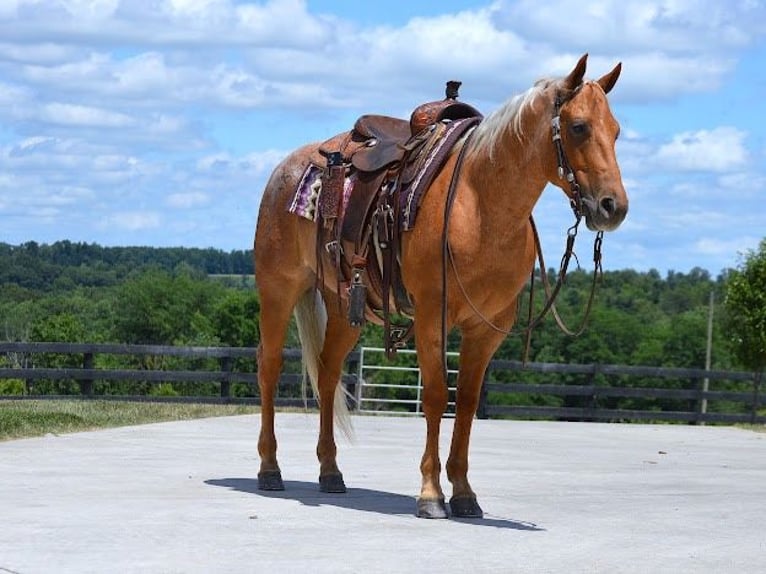 American Quarter Horse Gelding 9 years 14,2 hh Palomino in Wooster, OH