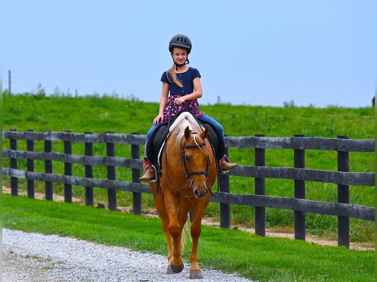 American Quarter Horse Gelding 9 years 14,2 hh Palomino in Wooster, OH