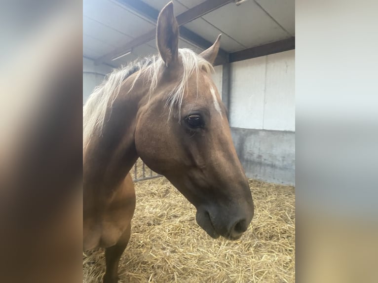 American Quarter Horse Gelding 9 years 14,2 hh Palomino in Nieuwrode