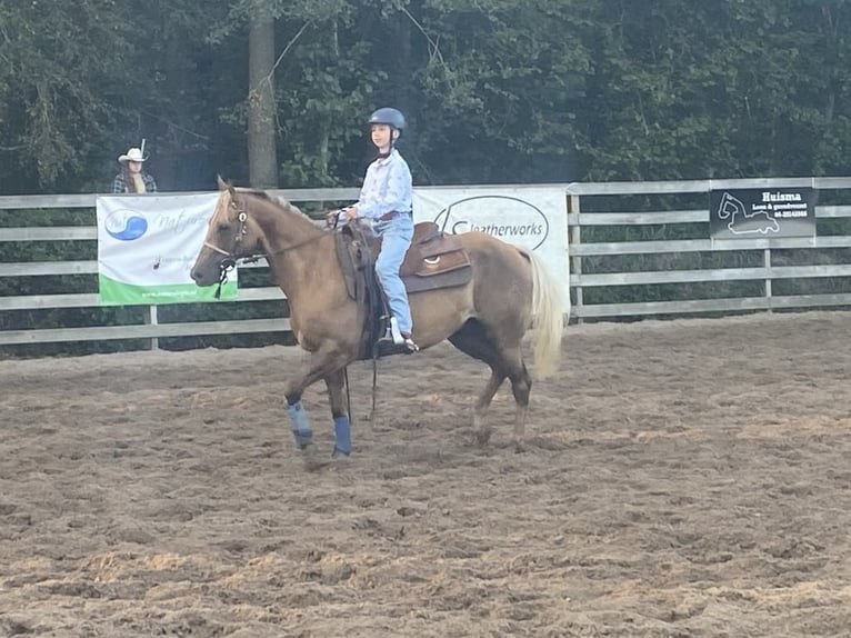 American Quarter Horse Gelding 9 years 14,2 hh Palomino in Nieuwrode