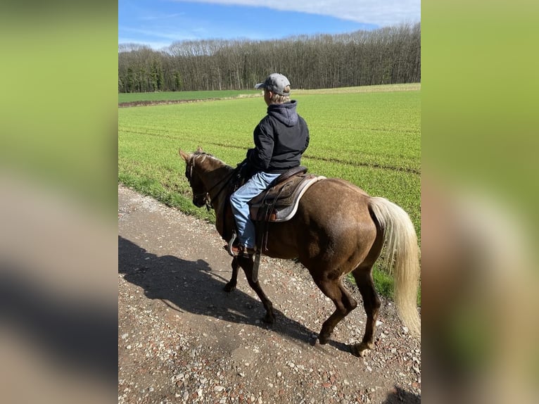 American Quarter Horse Gelding 9 years 14,2 hh Palomino in Nieuwrode