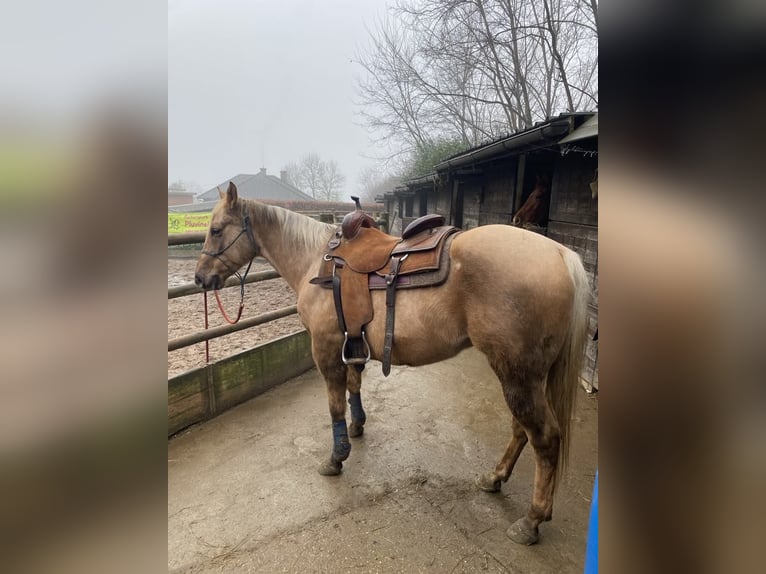 American Quarter Horse Gelding 9 years 14,2 hh Palomino in Nieuwrode