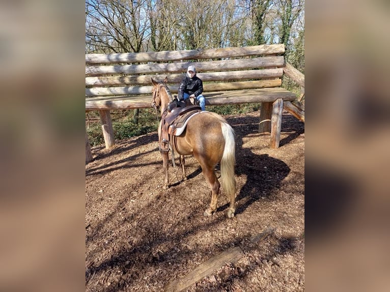 American Quarter Horse Gelding 9 years 14,2 hh Palomino in Nieuwrode