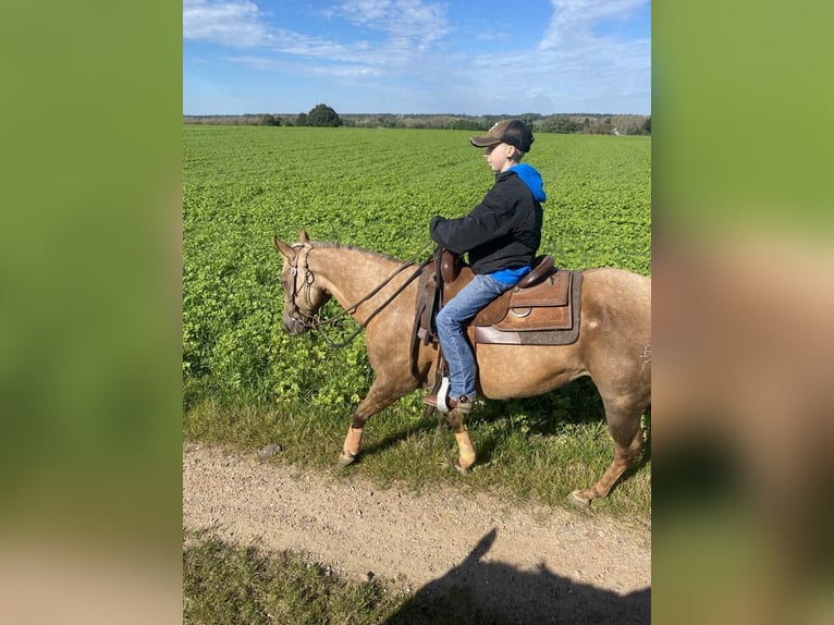 American Quarter Horse Gelding 9 years 14,2 hh Palomino in Nieuwrode