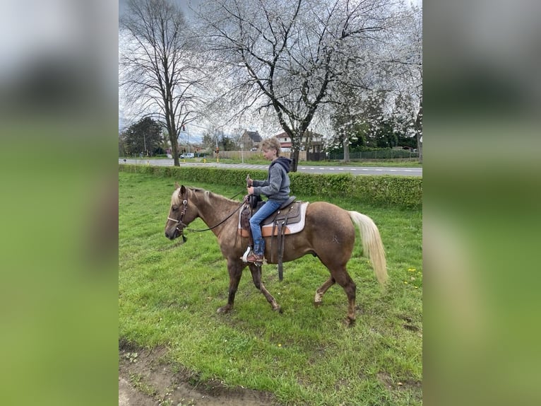 American Quarter Horse Gelding 9 years 14,2 hh Palomino in Nieuwrode