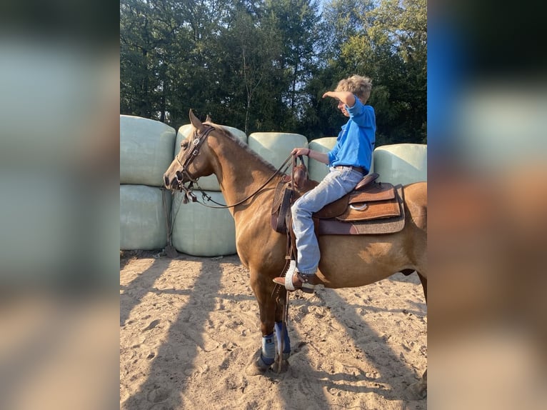 American Quarter Horse Gelding 9 years 14,2 hh Palomino in Nieuwrode