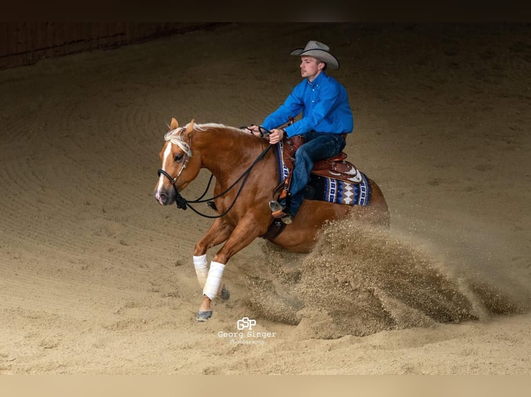 American Quarter Horse Gelding 9 years 14,2 hh Palomino in Eschenau