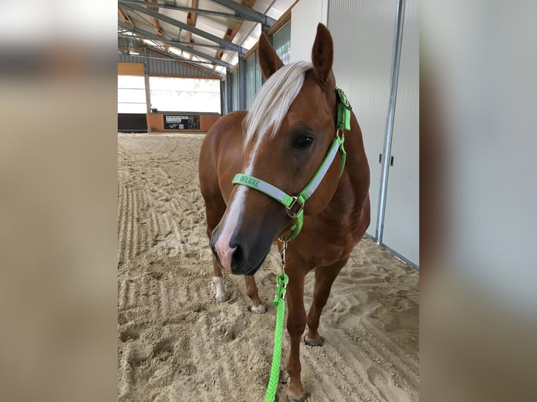 American Quarter Horse Gelding 9 years 14,2 hh Palomino in Eschenau