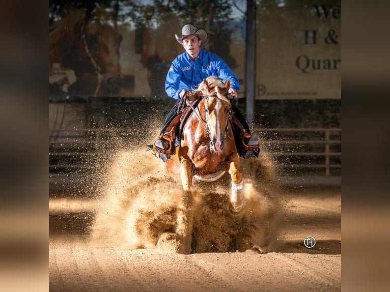 American Quarter Horse Gelding 9 years 14,2 hh Palomino in Eschenau