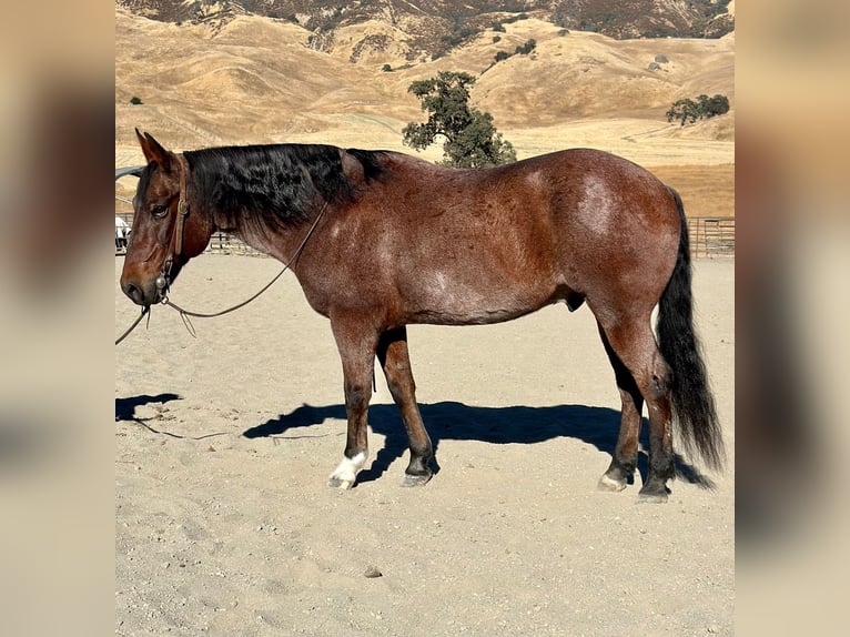 American Quarter Horse Gelding 9 years 14,2 hh Roan-Bay in Bitterwater CA