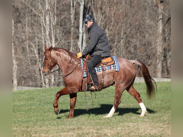 American Quarter Horse Gelding 9 years 14,2 hh Roan-Red in Somerset