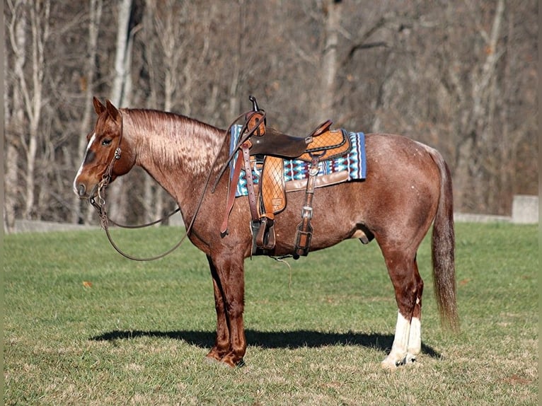 American Quarter Horse Gelding 9 years 14,2 hh Roan-Red in Somerset