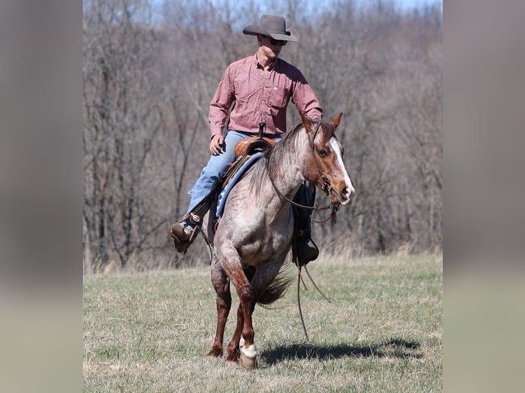 American Quarter Horse Gelding 9 years 14,2 hh Roan-Red in Brodhead KY