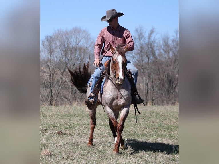 American Quarter Horse Gelding 9 years 14,2 hh Roan-Red in Brodhead KY