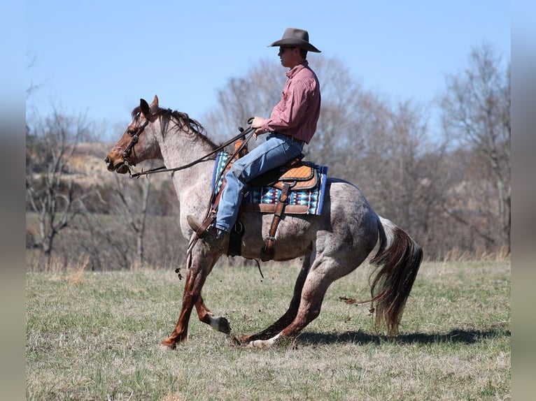 American Quarter Horse Gelding 9 years 14,2 hh Roan-Red in Brodhead KY