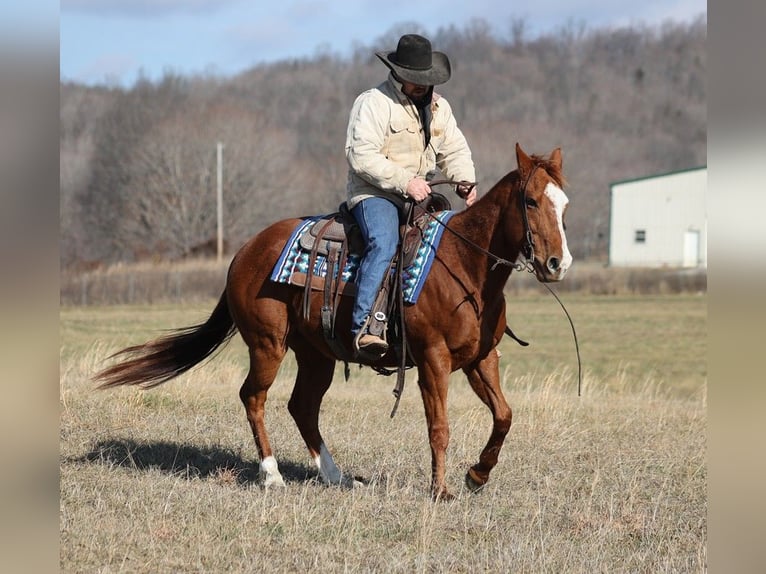 American Quarter Horse Gelding 9 years 14,2 hh Sorrel in Brodhead KY