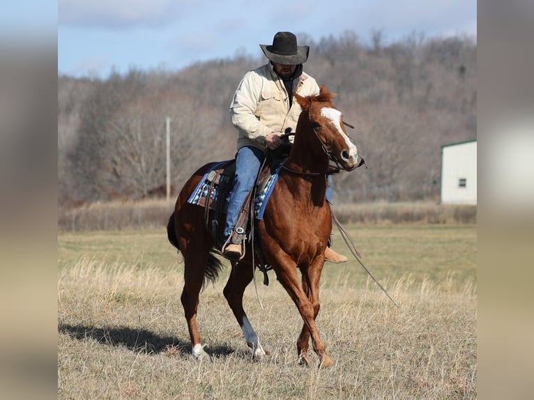 American Quarter Horse Gelding 9 years 14,2 hh Sorrel in Brodhead KY