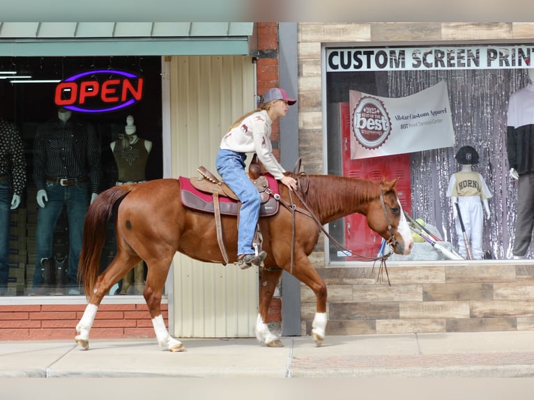 American Quarter Horse Gelding 9 years 14.2 hh Sorrel in Lipan
