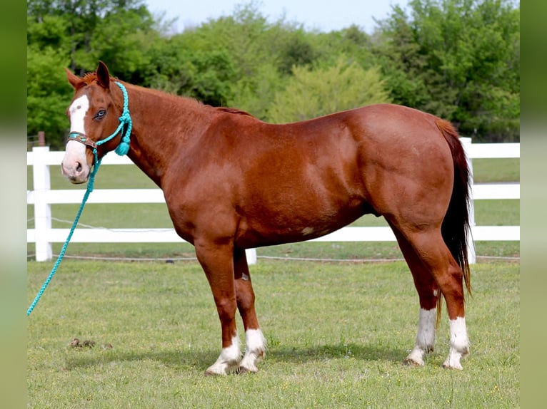 American Quarter Horse Gelding 9 years 14.2 hh Sorrel in Lipan