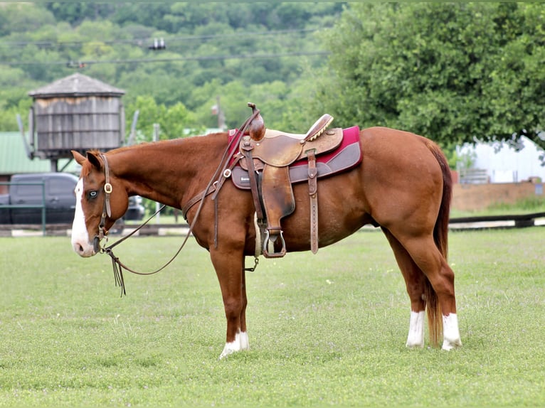 American Quarter Horse Gelding 9 years 14.2 hh Sorrel in Lipan
