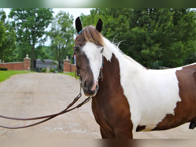 American Quarter Horse Gelding 9 years 14,2 hh Tobiano-all-colors in Highland Mi