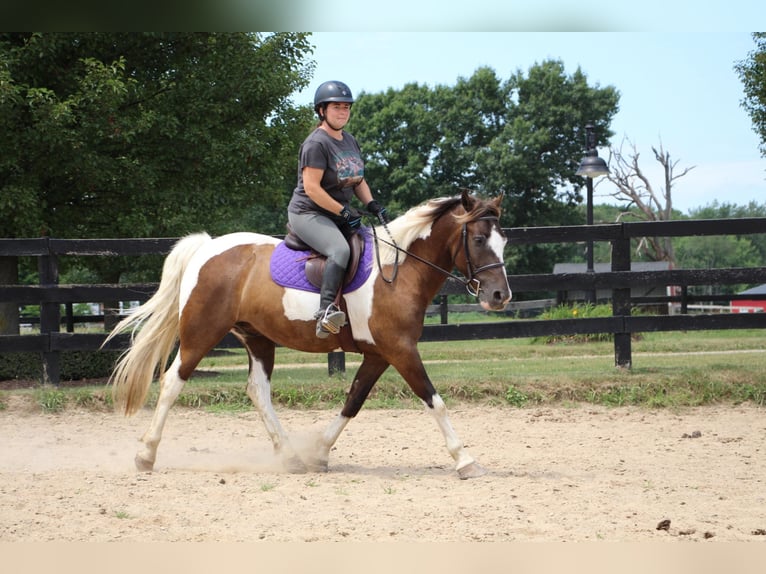 American Quarter Horse Gelding 9 years 14,2 hh Tobiano-all-colors in Highland Mi