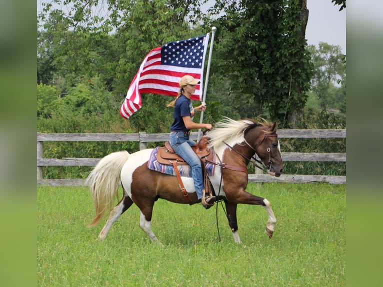 American Quarter Horse Gelding 9 years 14,2 hh Tobiano-all-colors in Highland Mi