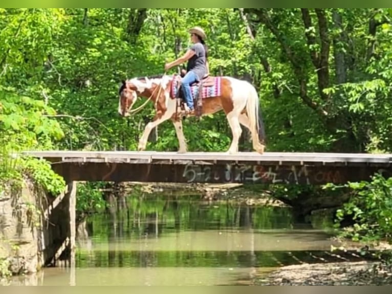 American Quarter Horse Gelding 9 years 14,2 hh Tobiano-all-colors in Robards KY