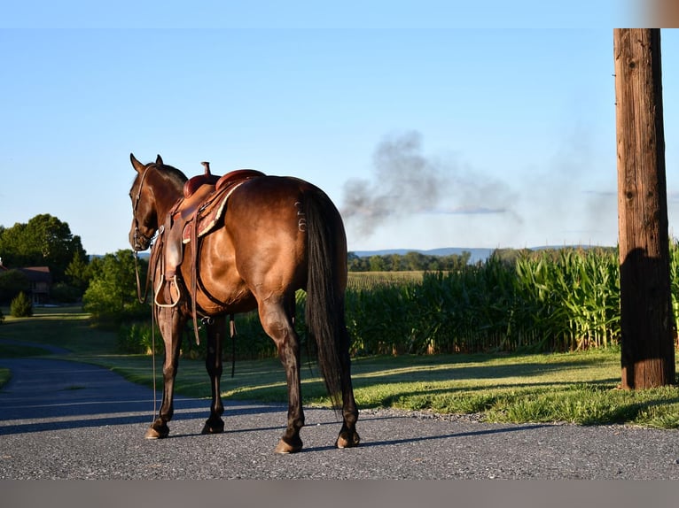 American Quarter Horse Gelding 9 years 14,3 hh Bay-Dark in Howard, PA