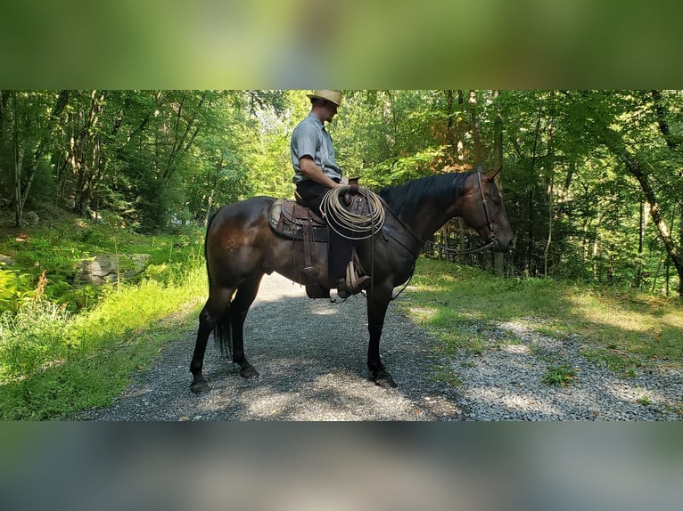 American Quarter Horse Gelding 9 years 14,3 hh Bay-Dark in Howard, PA