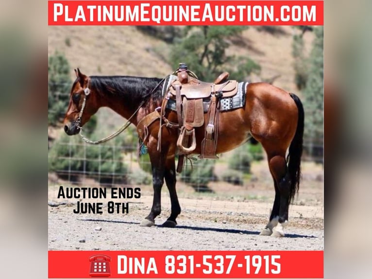 American Quarter Horse Gelding 9 years 14.3 hh Bay in Paicines CA