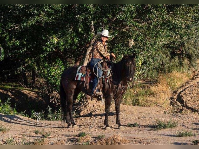 American Quarter Horse Gelding 9 years 14,3 hh Black in Caldwell, ID