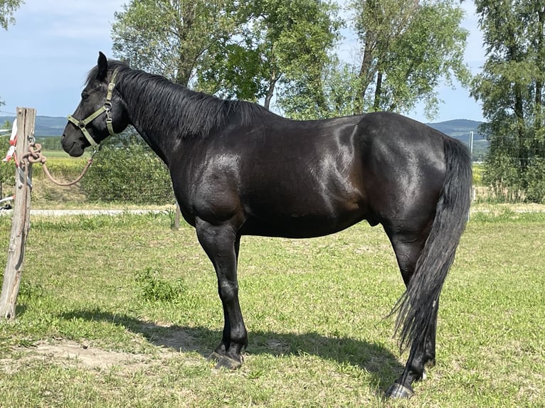 American Quarter Horse Gelding 9 years 14,3 hh Black in Oslip / Uzlop