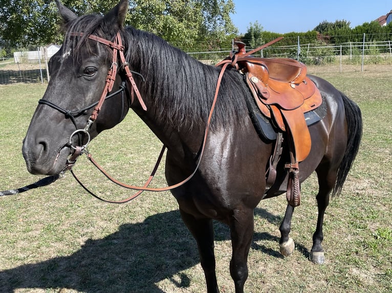 American Quarter Horse Gelding 9 years 14,3 hh Black in Oslip / Uzlop