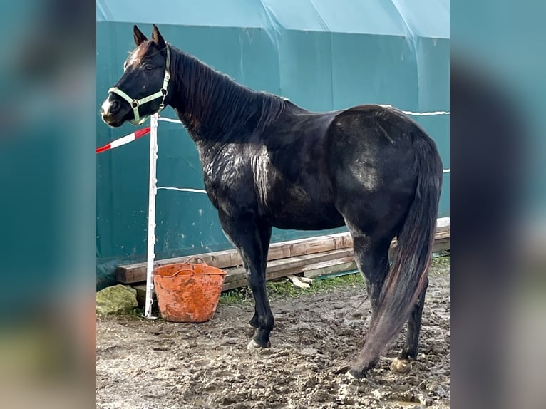 American Quarter Horse Gelding 9 years 14,3 hh Black in Oslip / Uzlop