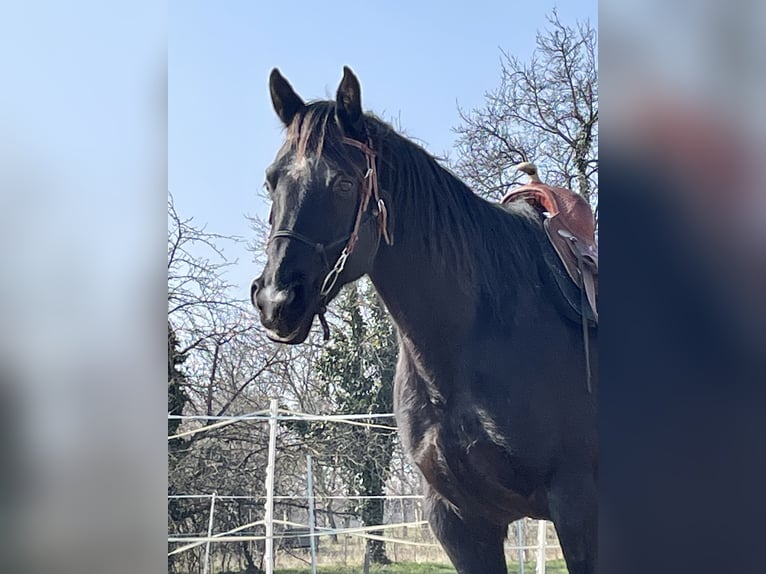 American Quarter Horse Gelding 9 years 14,3 hh Black in Oslip / Uzlop