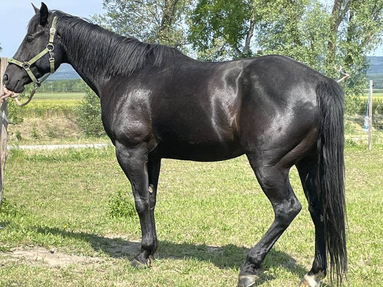 American Quarter Horse Gelding 9 years 14,3 hh Black in Oslip / Uzlop