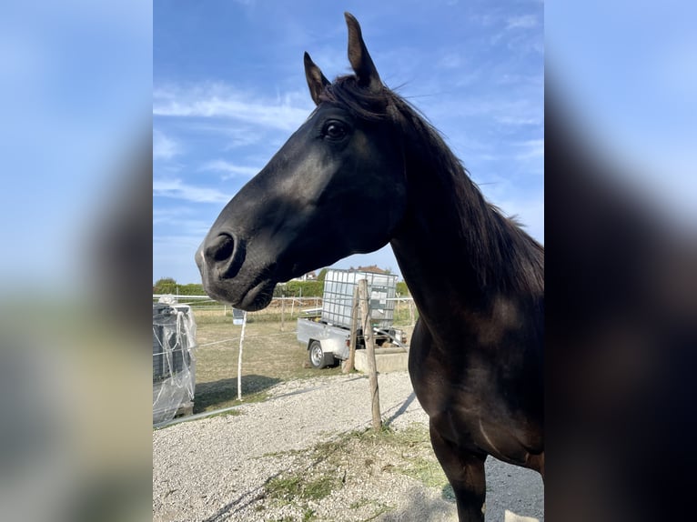 American Quarter Horse Gelding 9 years 14,3 hh Black in Oslip / Uzlop