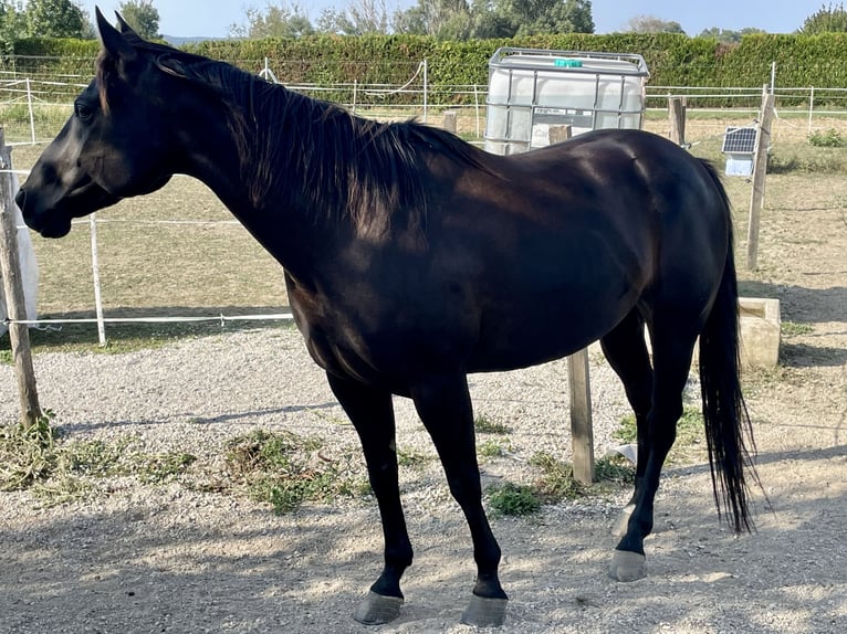 American Quarter Horse Gelding 9 years 14,3 hh Black in Oslip / Uzlop