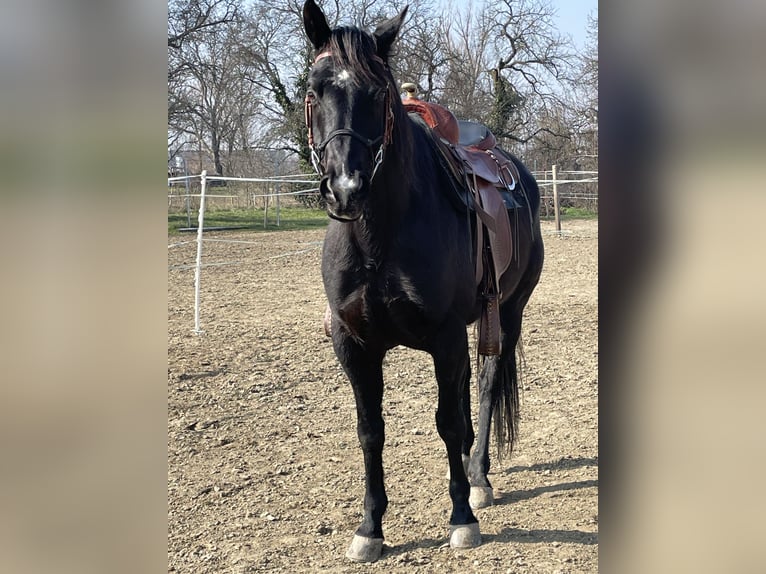 American Quarter Horse Gelding 9 years 14,3 hh Black in Oslip / Uzlop