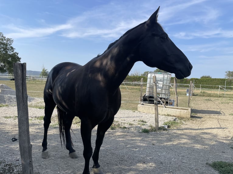 American Quarter Horse Gelding 9 years 14,3 hh Black in Oslip / Uzlop