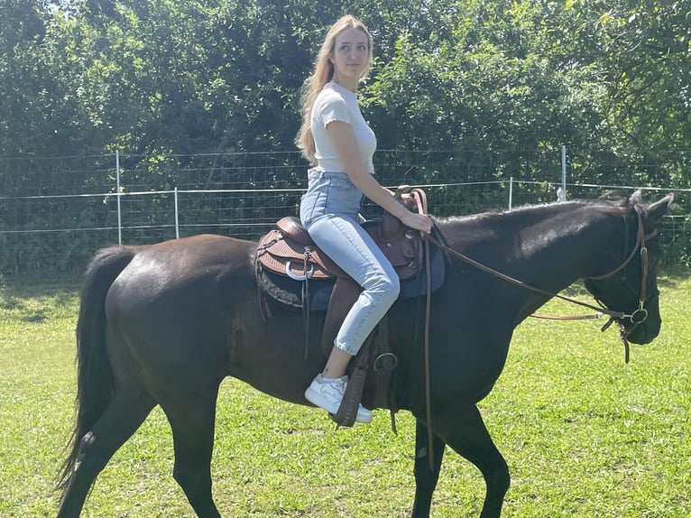 American Quarter Horse Gelding 9 years 14,3 hh Black in Oslip / Uzlop