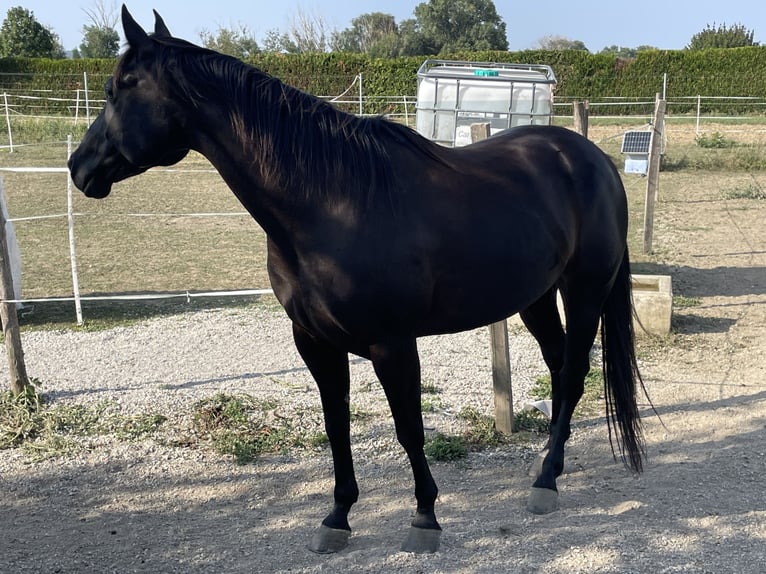 American Quarter Horse Gelding 9 years 14,3 hh Black in Oslip / Uzlop