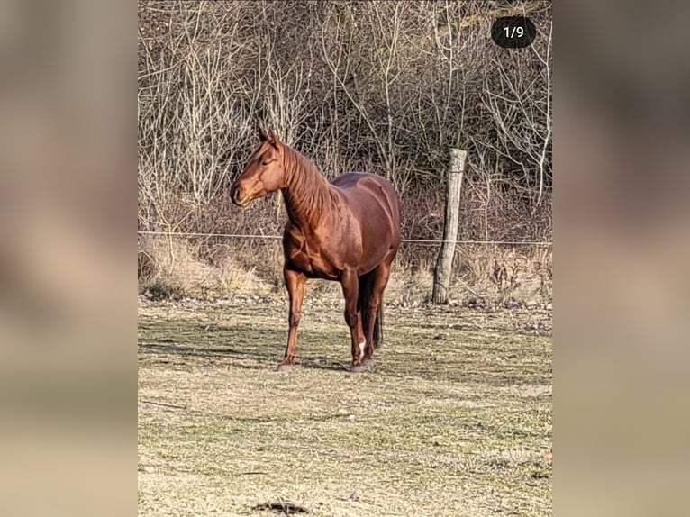 American Quarter Horse Gelding 9 years 14,3 hh Brown in Akasztó